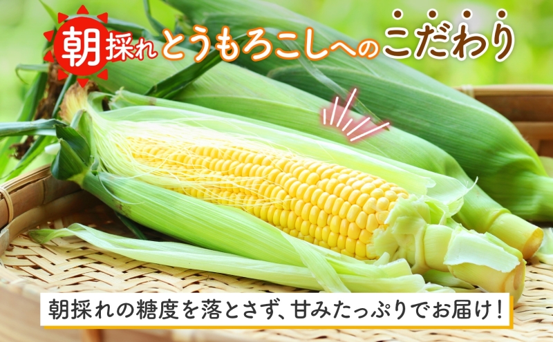  北海道 朝もぎ とうもろこし 恵味 L-LL サイズ 10本 スイートコーン ゴールドコーン めぐみ トウモロコシ とうきび コーン 旬 完熟 野菜 甘い 産地直送 お取り寄せ 北海道産