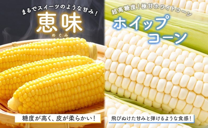  北海道 朝もぎ とうもろこし 恵味 ホイップコーン 各5本 計10本 L-LL サイズ 黄色 白色 トウモロコシ 黄 白 とうきび コーン 旬 完熟 甘い お取り寄せ 産地直送 北海道産