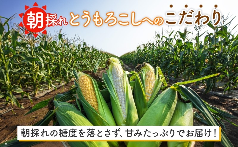  北海道 朝もぎ とうもろこし 恵味 ホイップコーン 各10本 計20本 L-LL サイズ 黄色 白色 トウモロコシ 黄 白 とうきび コーン 旬 完熟 甘い お取り寄せ 産地直送 北海道産