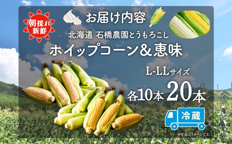  北海道 朝もぎ とうもろこし 恵味 ホイップコーン 各10本 計20本 L-LL サイズ 黄色 白色 トウモロコシ 黄 白 とうきび コーン 旬 完熟 甘い お取り寄せ 産地直送 北海道産