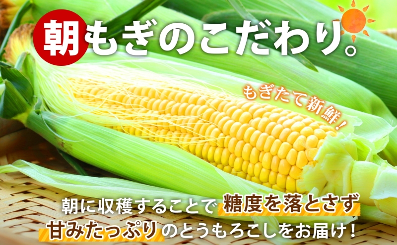 先行予約 【 2025年 発送 】北海道 朝もぎ とうもろこし 恵味 ゴールド L-LLサイズ 20本 スイート コーン トウモロコシ とうきび 旬 完熟 野菜 採れたて 朝採り 甘い めぐみ 産地直送 道産 送料無料