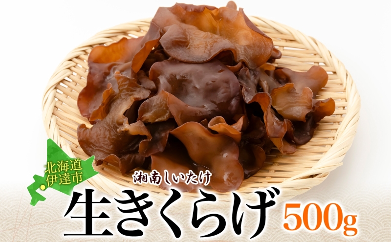 湘南しいたけ 生 きくらげ 500g きくらげ 木耳 キクラゲ 生 ぷりぷり プリプリ こりこり コリコリ 栄養 ヘルシー ダイエット 中華  アレンジ スープ サラダ 新鮮 きのこ キノコ 弾力【農福連携】