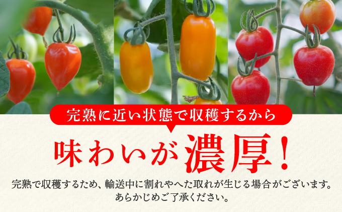 ＜先行予約＞カラフルミニトマトセット1.5kg【ffk-002】北海道 伊達市 野菜 新鮮 ふるさと納税 送料無料