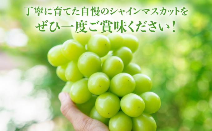 ＜先行予約＞シャインマスカット 2房（1kg以上）化粧箱入り