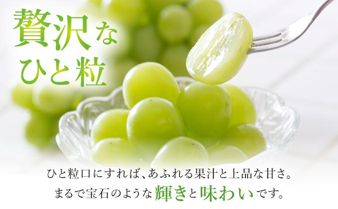 ＜先行予約＞シャインマスカット 2房（1kg以上）化粧箱入り