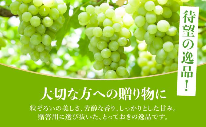 ＜先行予約＞シャインマスカット 2房（1kg以上）化粧箱入り