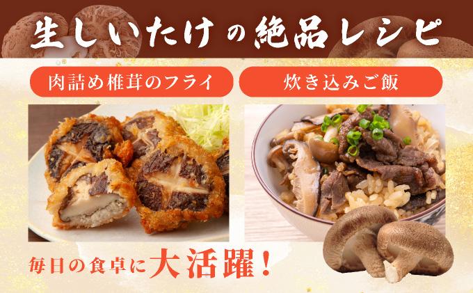 èš³ãã æ¹åãããã ç ãããã 1.5kg èŠæ Œå€ èš³ã¢ãª ãããã ã·ã€ã¿ã± æ€èž ãã®ã ããã³ ãã«ã·ãŒ æ é€ èå ãžã¥ãŒã·ãŒ ãã¬ãã·ã¥ åœç£ ç£å°çŽé ã¢ã¬ã³ãž BBQ ããŒããã¥ãŒ åæµ·é äŒéåžã蟲çŠé£æºã