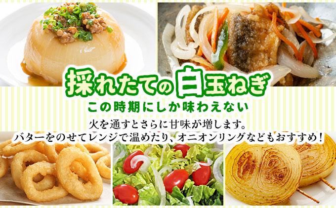 【2026年6月中旬発送】白玉ねぎ 4kg 北海道 伊達産 タマネギ 玉葱 サラダ [famy-002]