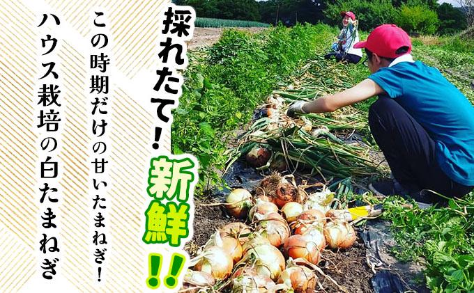 【2026年6月中旬発送】白玉ねぎ 4kg 北海道 伊達産 タマネギ 玉葱 サラダ [famy-002]