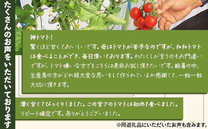【2026年先行予約】北海道産 ミニトマト ネネ 約9kg フルーツトマト プチトマト 甘い 濃厚 彩り 鮮やか 希少 お中元 お歳暮 暑中見舞い 帰省土産 ご自宅用 産地直送 大滝農園 送料無料 北海道 伊達
