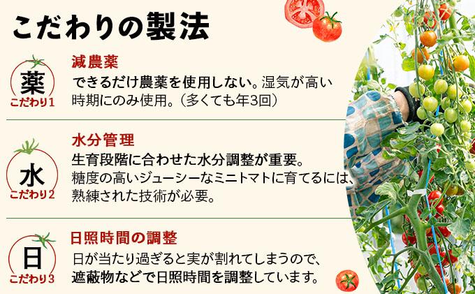 【2026年先行予約】北海道産 ミニトマト ネネ 約6kg フルーツトマト プチトマト 甘い 濃厚 彩り 鮮やか 希少 お中元 お歳暮 暑中見舞い 帰省土産 ご自宅用 産地直送 大滝農園 送料無料 北海道 伊達