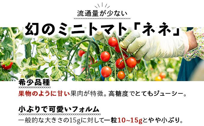 【2026年先行予約】北海道産 ミニトマト ネネ 約6kg フルーツトマト プチトマト 甘い 濃厚 彩り 鮮やか 希少 お中元 お歳暮 暑中見舞い 帰省土産 ご自宅用 産地直送 大滝農園 送料無料 北海道 伊達