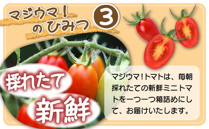 【2026年先行予約】北海道 伊達 岡本園芸 ミニトマト 高糖度 約4kg【マジウマ！トマト】