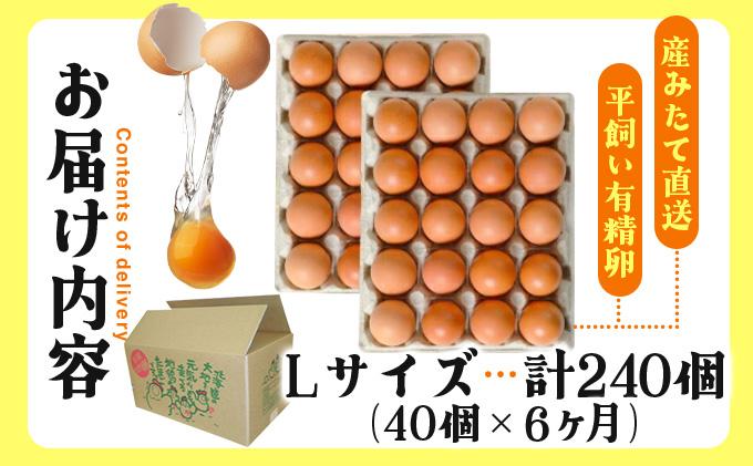 åæµ·éç£ 6ãµæé£ç¶ãå±ã ããŸãã®å¿ 40å Lãµã€ãº 倪éœã®å ã®å¹³é£ŒããŸã æç²Ÿåµ åæµ·é äŒéåž ããŸã åµ çããŸã é¶åµ é¶ã®åµ ããªã¹ãã©ãŠã³ 飿 åµãããã¯ã TKG ãªã ã¬ã ãªã ã©ã€ã¹ ã蟲çŠé£æºã