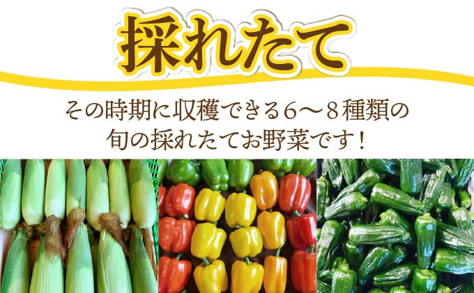 【2026年発送】 先行予約 新鮮採れたて！旬の伊達野菜セット（6～8種）【オンライン決済限定】55250703