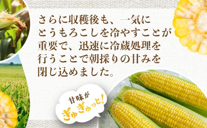 ïŒ2026幎å
è¡äºçŽïŒåæµ·éç£ æãã ãšããããã æµå³ L-LLãµã€ãº çŽ400gÃ20æ¬ ã¹ã€ãŒãã³ãŒã³ ãŽãŒã«ãã³ãŒã³ ããŠã¢ãã³ã· ãšããã³ ã³ãŒã³ æ¬ å®ç éè çã ãã〠ç£å°çŽé ãåãå¯ã åæµ·é éæç¡æ äŒé 55250482