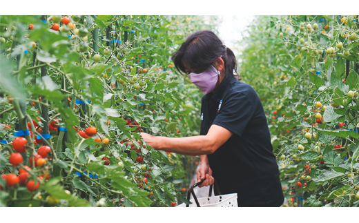 有機JAS認定 「きたいろトマト」 1.2kg×2箱 （2.4kg）【2026年7月下旬～9月下旬迄発送予定】 トマト とまと 食べ頃 野菜 やさい 有機 北海道