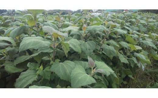 北海道生ヤーコン3kg【2026年10月上旬より順次発送予定】 ヤーコン 野菜 根菜 オリゴ糖 北海道 北広島市