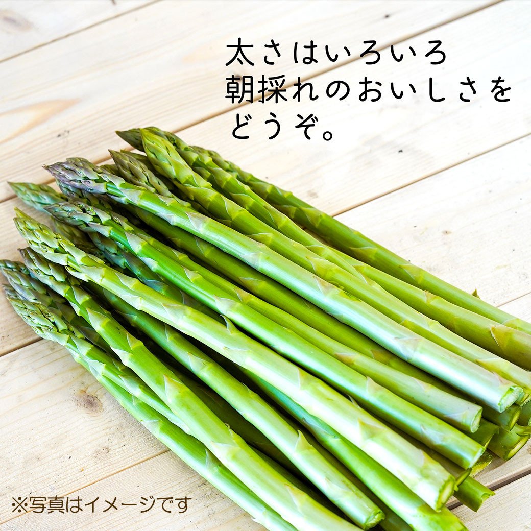 アスパラ 約1.6kg M～2L 【2026年4月下旬～6月下旬迄発送予定】