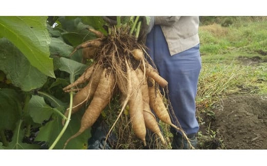 北海道生ヤーコン3kg【2026年10月上旬より順次発送予定】 ヤーコン 野菜 根菜 オリゴ糖 北海道 北広島市