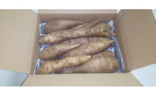 北海道生ヤーコン3kg【2026年10月上旬より順次発送予定】 ヤーコン 野菜 根菜 オリゴ糖 北海道 北広島市