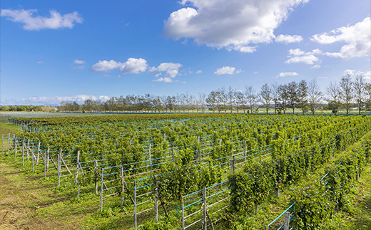 石狩市産ぶどう100％で醸造したワイン6銘柄フルセット