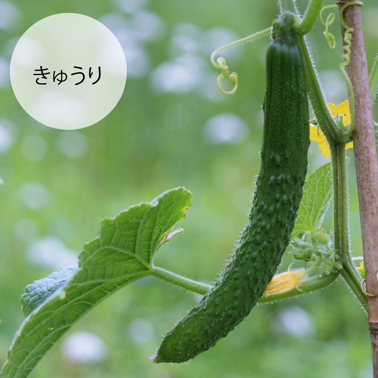 130084 【先行予約受付中】石狩産 とれたて野菜の詰合せ（なす、きゅうり、ピーマン、ゴーヤ、ミニトマト、とうもろこし）