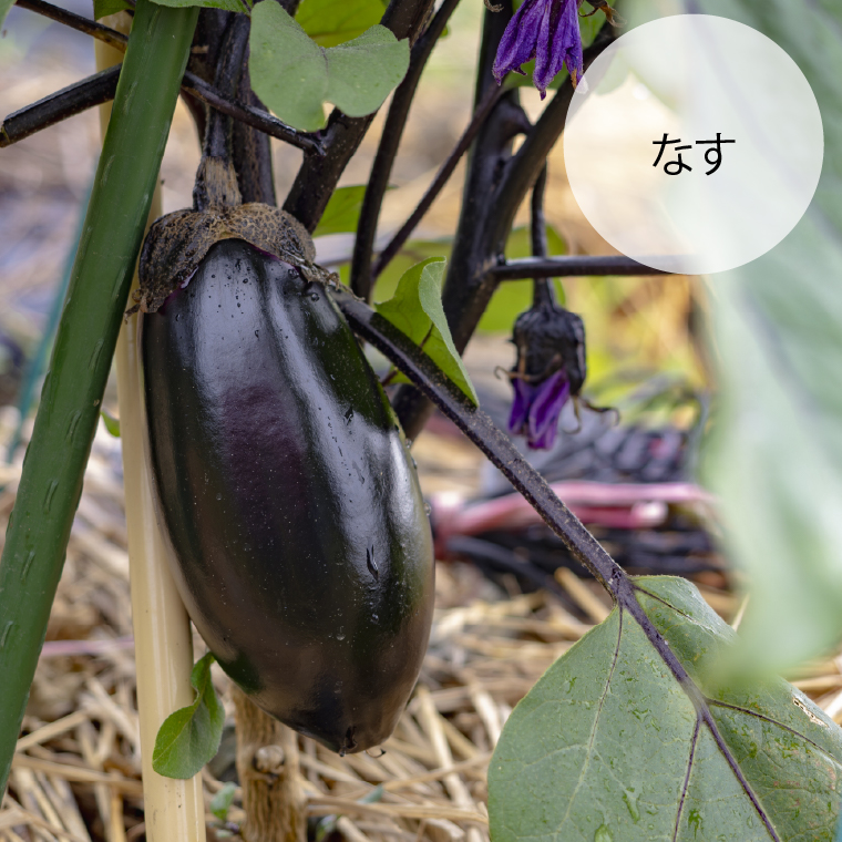 130084 【先行予約受付中】石狩産 とれたて野菜の詰合せ（なす、きゅうり、ピーマン、ゴーヤ、ミニトマト、とうもろこし）