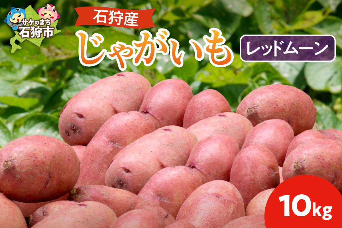 石狩産 じゃがいも（レッドムーン） 10kg【9月発送】｜ 北海道産 じゃがいも 野菜 北海道 石狩市