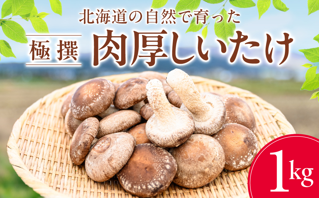 北海道の自然で育った極撰肉厚しいたけ1kg HOKBA001