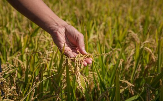 【令和7年産】[北斗市産特別栽培米]ゆめぴりか・ななつぼし・ふっくりんこ各2kg　精米したてをお届け  | 「ザ！鉄腕！DASH！！」で紹介！ | 全国で活躍中の“ものまね女王”荒牧陽子さんも試食！ | HOKH003