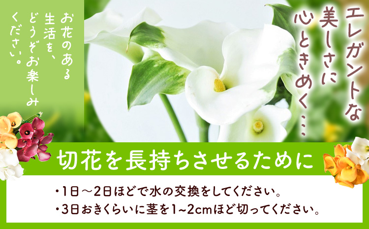 カラー 切花 30本（3～4品種）四季農場《8月上旬-11月上旬頃出荷》北海道 当別町 花 お花 はな カラー 切り花 冷蔵便 北海道産 当別町産 インテリア