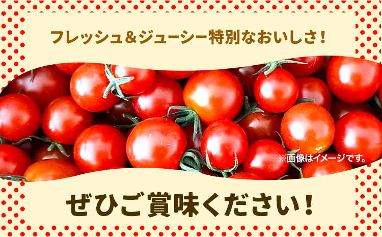 北海道当別町産化学農薬不使用ミニトマト：雅 1.5kg
