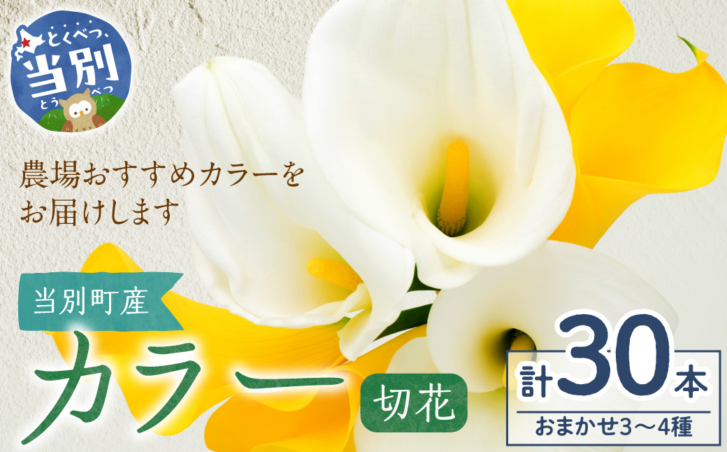 カラー 切花 30本（3〜4品種）四季農場《7月上旬-10月中旬頃出荷》北海道 当別町 花 お花 はな カラー 切り花 冷蔵便 北海道産 当別町産 インテリア