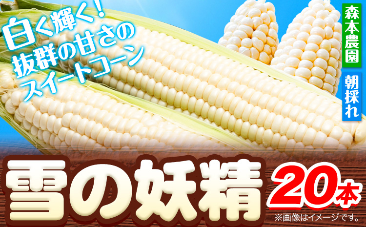 【2025年先行予約】森本農園とうもろこし「雪の妖精」20本セット