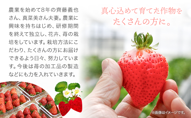 【2025年先行予約】いちご 苺 当別町産 べんけべつのいちご けんたろう 約1kg (1箱4パック入り) 齊藤義也 《5月下旬-6月下旬頃より出荷予定》 北海道 当別町 送料無料 イチゴ フルーツ 果物 北海道産 お取り寄せフルーツ