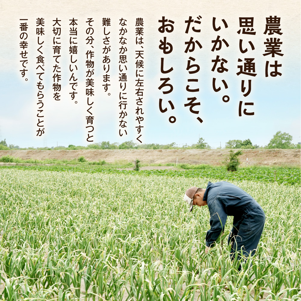 【令和9年度先行受付】生にんにく（福地ホワイト六片種）1.5kg　にんにく　野菜　北海道　当別町
