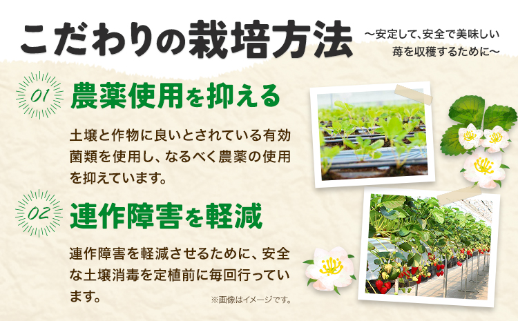 【2025年先行予約】いちご 苺 当別町産 べんけべつのいちご けんたろう 約1kg (1箱4パック入り) 齊藤義也 《5月下旬-6月下旬頃より出荷予定》 北海道 当別町 送料無料 イチゴ フルーツ 果物 北海道産 お取り寄せフルーツ