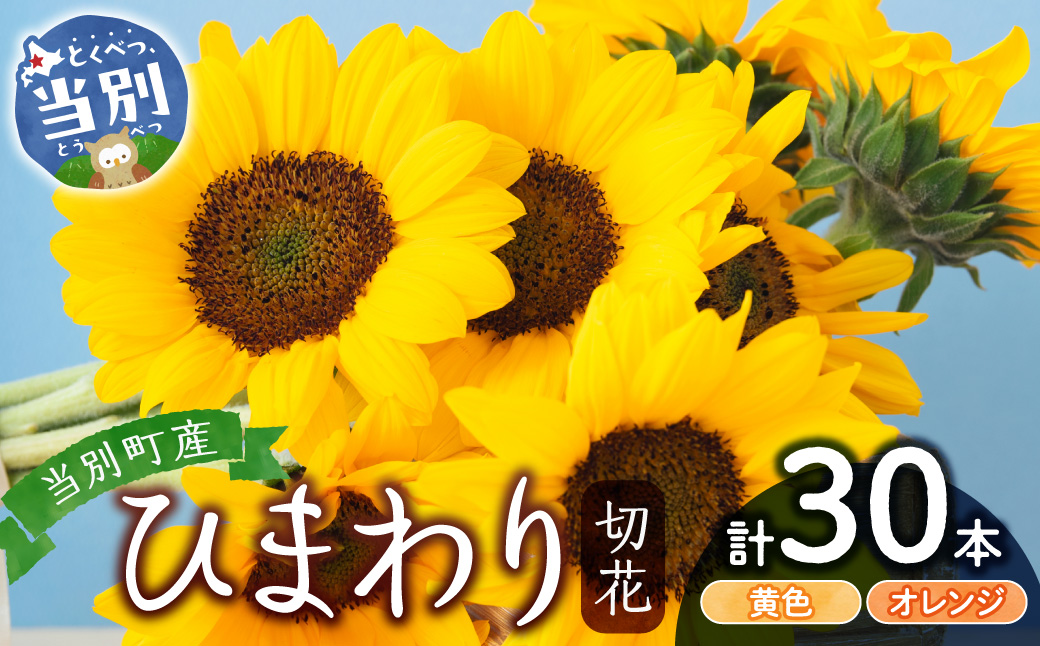ひまわり 切花 30本 黄色 オレンジ 四季農場《6月上旬-9月下旬頃出荷》北海道 当別町 花 お花 はな ひまわり 夏 切り花 冷蔵便 北海道産 当別町産 インテリア