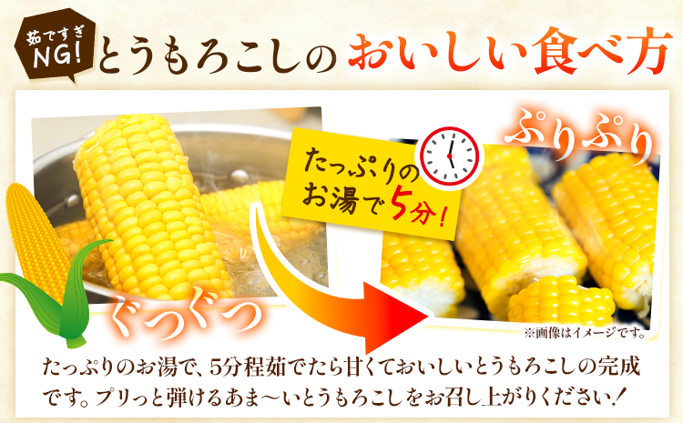 【2025年先行予約】照之家商店鮮度抜群 とうもろこし「黄色と白粒のバイカラーコーン」30本