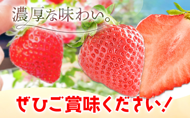 【2025年先行予約】いちご 苺 当別町産 べんけべつのいちご けんたろう 約1kg (1箱4パック入り) 齊藤義也 《5月下旬-6月下旬頃より出荷予定》 北海道 当別町 送料無料 イチゴ フルーツ 果物 北海道産 お取り寄せフルーツ