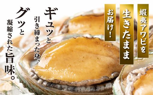 【期間限定】活アワビ約500g Mサイズ MATB008