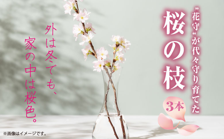 【希少品種】”花守”が代々守り育てた桜の枝 約30cm 3本 八重桜 サクラ 枝 松前産 桜の里 産地直送 南殿 糸括 関山 血脈桜 春 季節の 切り枝 枝もの 枝物 生花 活け花 花材 桜湯 インテリア 室内 お花見 北海道 松前町 送料無料 MATN003 