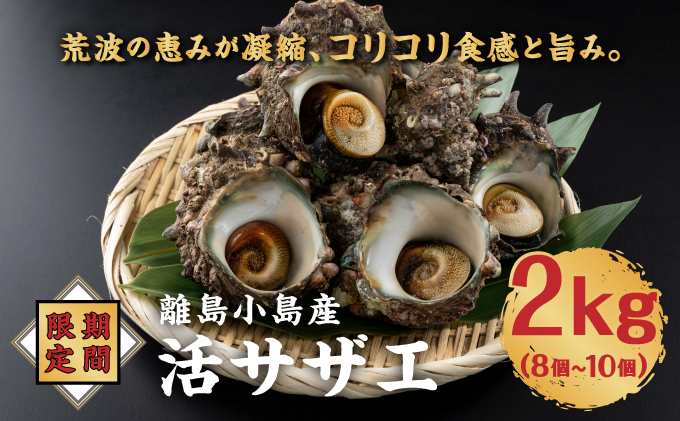 【期間限定】離島小島産 活サザエ ２kg 大きいサイズ 8個～10個 冷蔵 濃厚 海鮮 北海道 特産品 新鮮 美味しい 刺身 焼き物 つぼ焼き バター炒め 炊き込みご飯 贅沢 お取り寄せ 和食 人気 松前町 MATO001