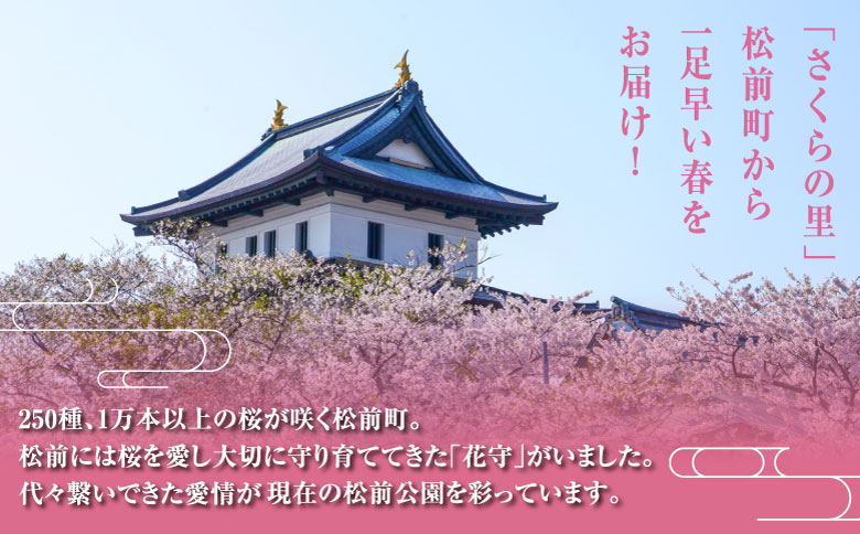 【希少品種】”花守”が代々守り育てた桜の枝 約30cm 3本 八重桜 サクラ 枝 松前産 桜の里 産地直送 南殿 糸括 関山 血脈桜 春 季節の 切り枝 枝もの 枝物 生花 活け花 花材 桜湯 インテリア 室内 お花見 北海道 松前町 送料無料 MATN003 