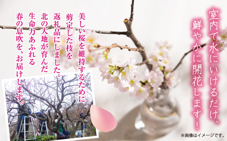 【希少品種】”花守”が代々守り育てた桜の枝 約30cm 3本 八重桜 サクラ 枝 松前産 桜の里 産地直送 南殿 糸括 関山 血脈桜 春 季節の 切り枝 枝もの 枝物 生花 活け花 花材 桜湯 インテリア 室内 お花見 北海道 松前町 送料無料 MATN003 