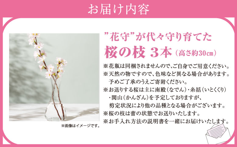 【希少品種】”花守”が代々守り育てた桜の枝 約30cm 3本 八重桜 サクラ 枝 松前産 桜の里 産地直送 南殿 糸括 関山 血脈桜 春 季節の 切り枝 枝もの 枝物 生花 活け花 花材 桜湯 インテリア 室内 お花見 北海道 松前町 送料無料 MATN003 