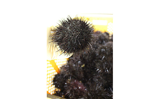 【先行予約】令和8年6月上旬より順次発送《数量限定》北海道福島町 キタムラサキウニ 塩水ウニパック 100×2パック FKF001 