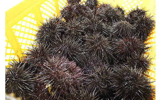 【先行予約】令和8年6月上旬より順次発送《数量限定》北海道福島町 キタムラサキウニ 塩水ウニパック 100×2パック FKF001 