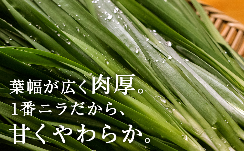 【2025年発送予約】知内産 1番ニラ「北の華」10束【JA新はこだて】